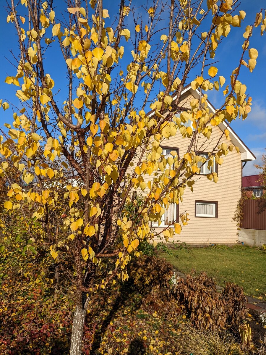 Абрикос в моем саду