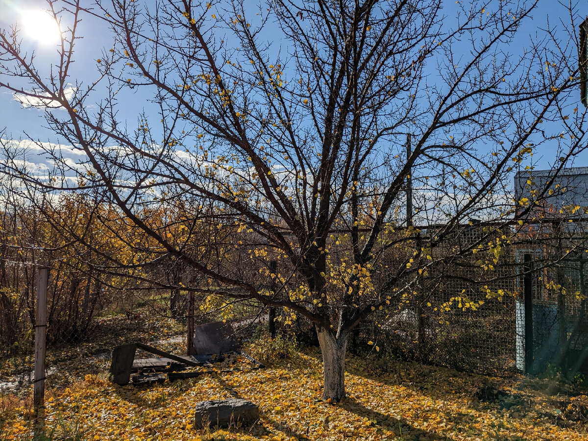 Абрикос на участке соседей, которые за виноградником