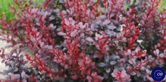 карликовый барбарис нано