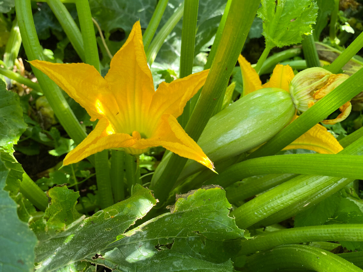 Кабачок Кавили