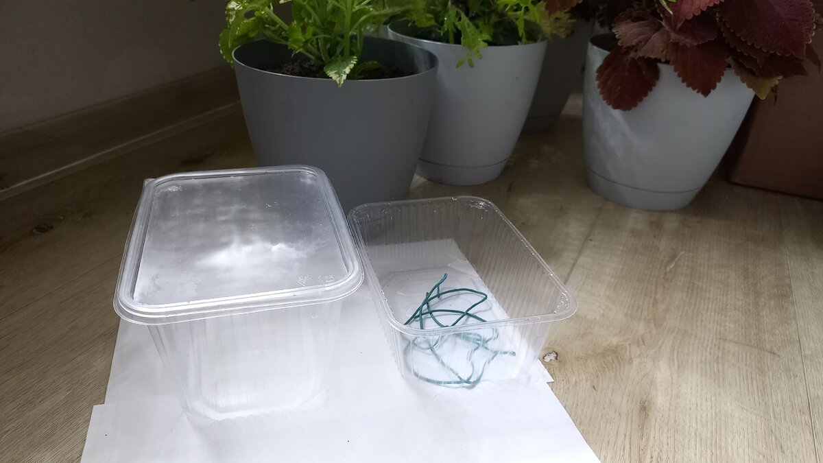 Контейнер с крышкой для укоренения 