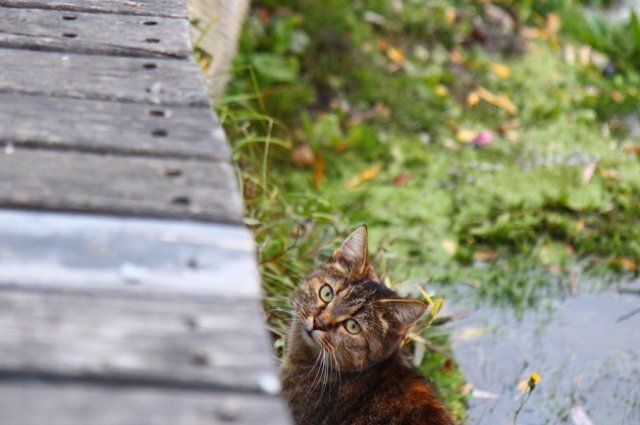    Какой будет погода на Ставрополье в ноябре 2023 года?