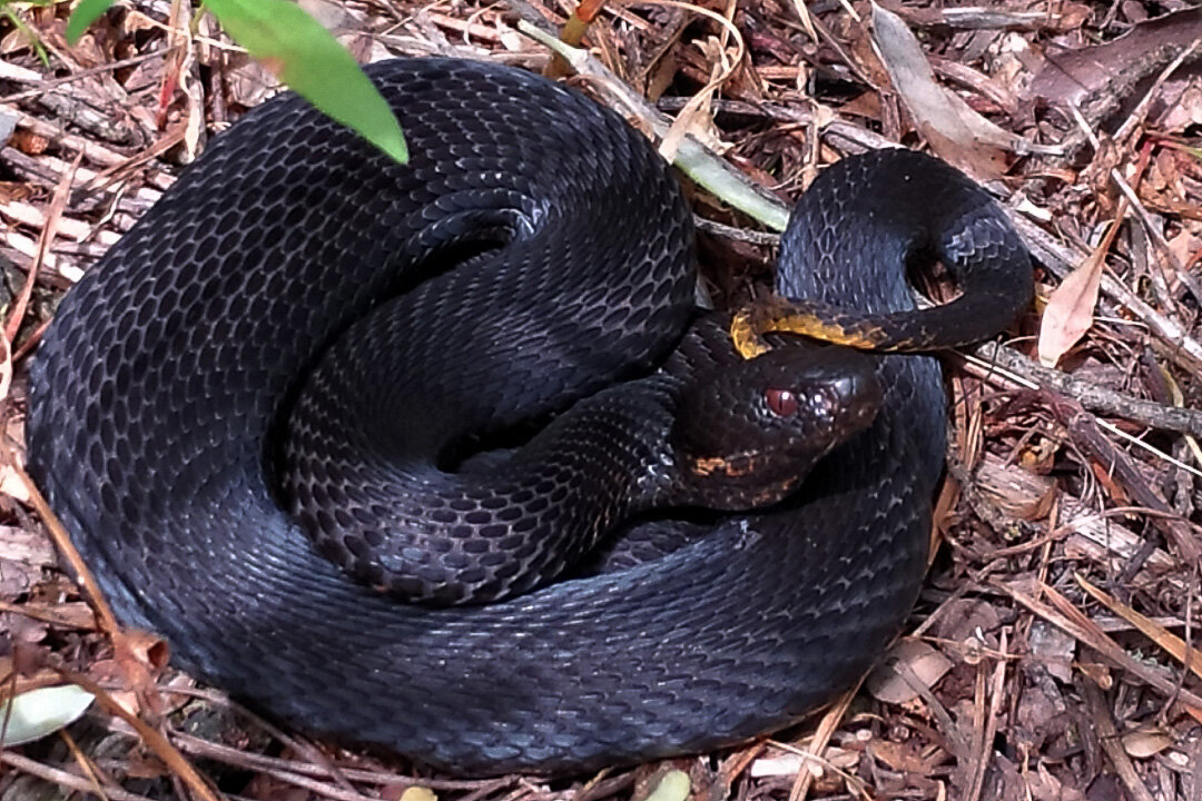 Что за чёрная змея обитает в наших лесах? | Планетяне | Дзен