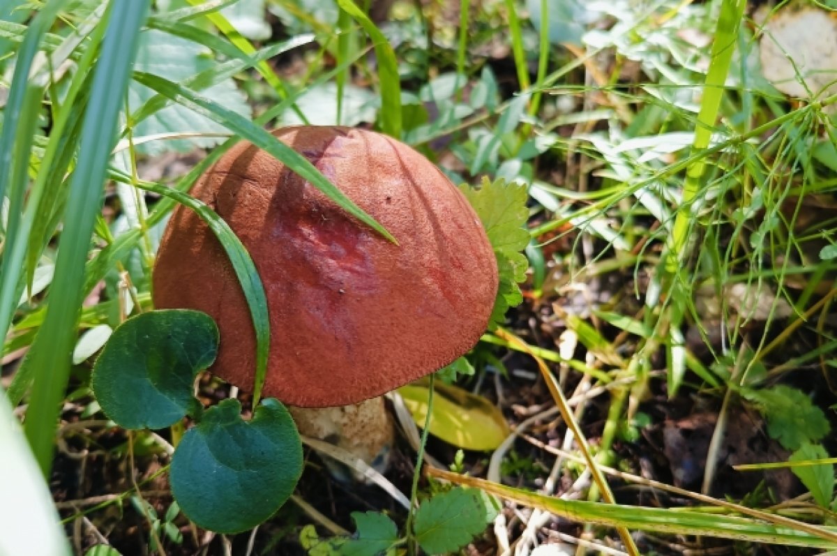    На Кубани зафиксировали пять случаев отравлений грибами