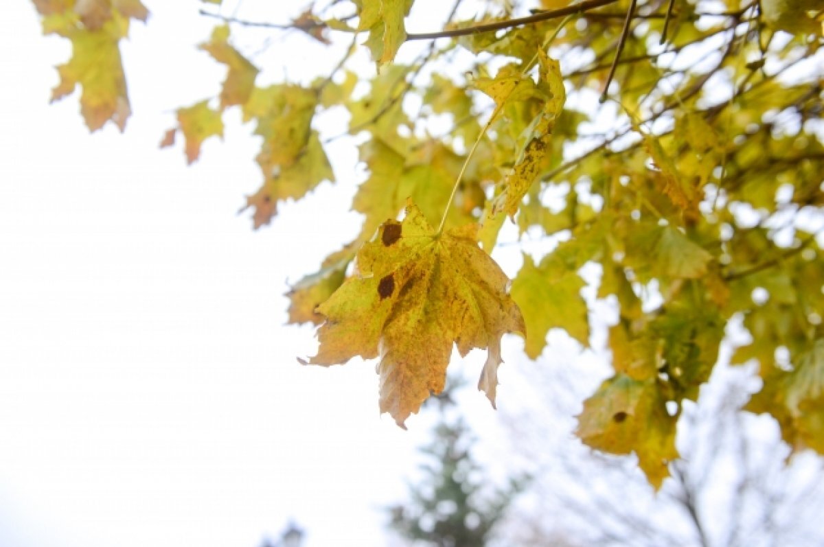    1 ноября в Туле ожидается переменная облачность и до +15