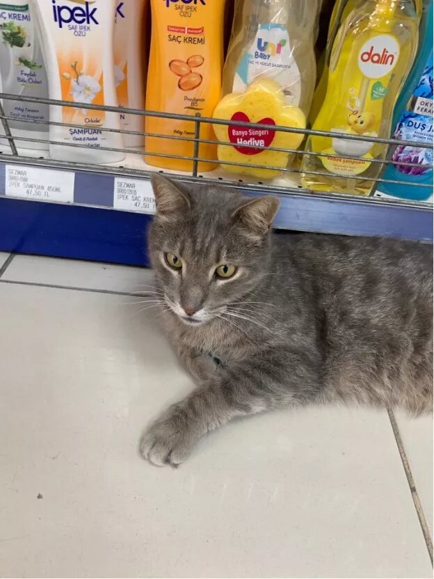 Хозяин Sezmar
Фото: Ольга Топал