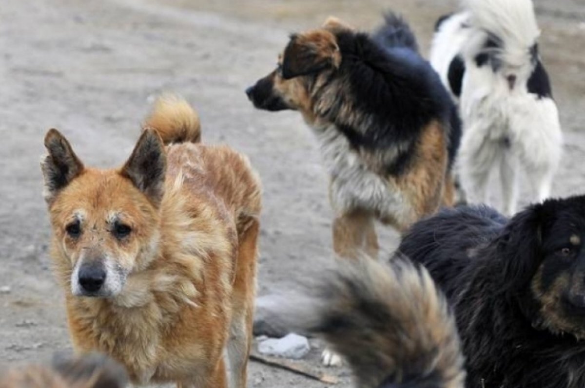    В Бурятии владельцев, выбросивших собак на лицу, накажут рублём