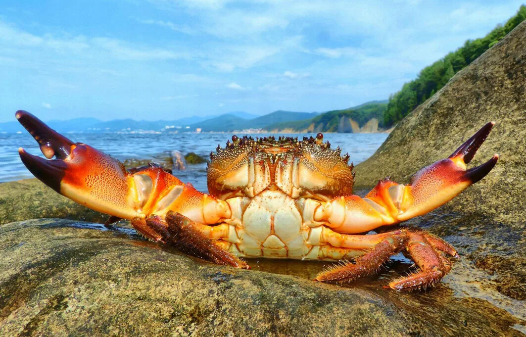 В черном море водятся крабы. Краб Краснюк черное море. Черноморский краб Тарпан. Каменный краб черного моря. Черноморский краб Краснюк.