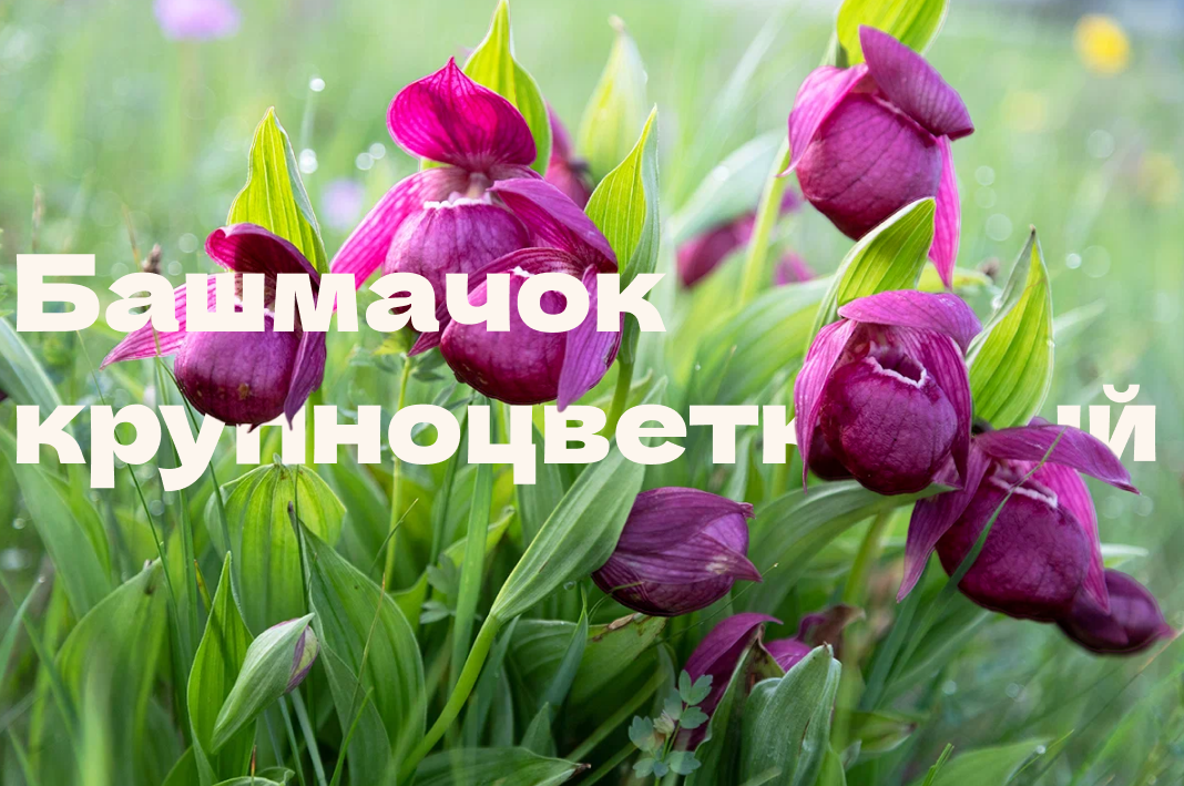 Просто посмотрите на эти чудные бутоны