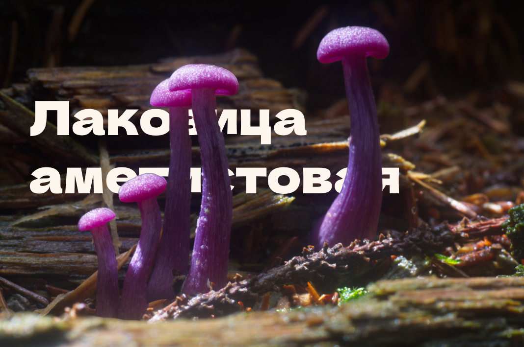 Вам тоже эти ножки и маленькие шляпки напоминают кристаллы аметистов?