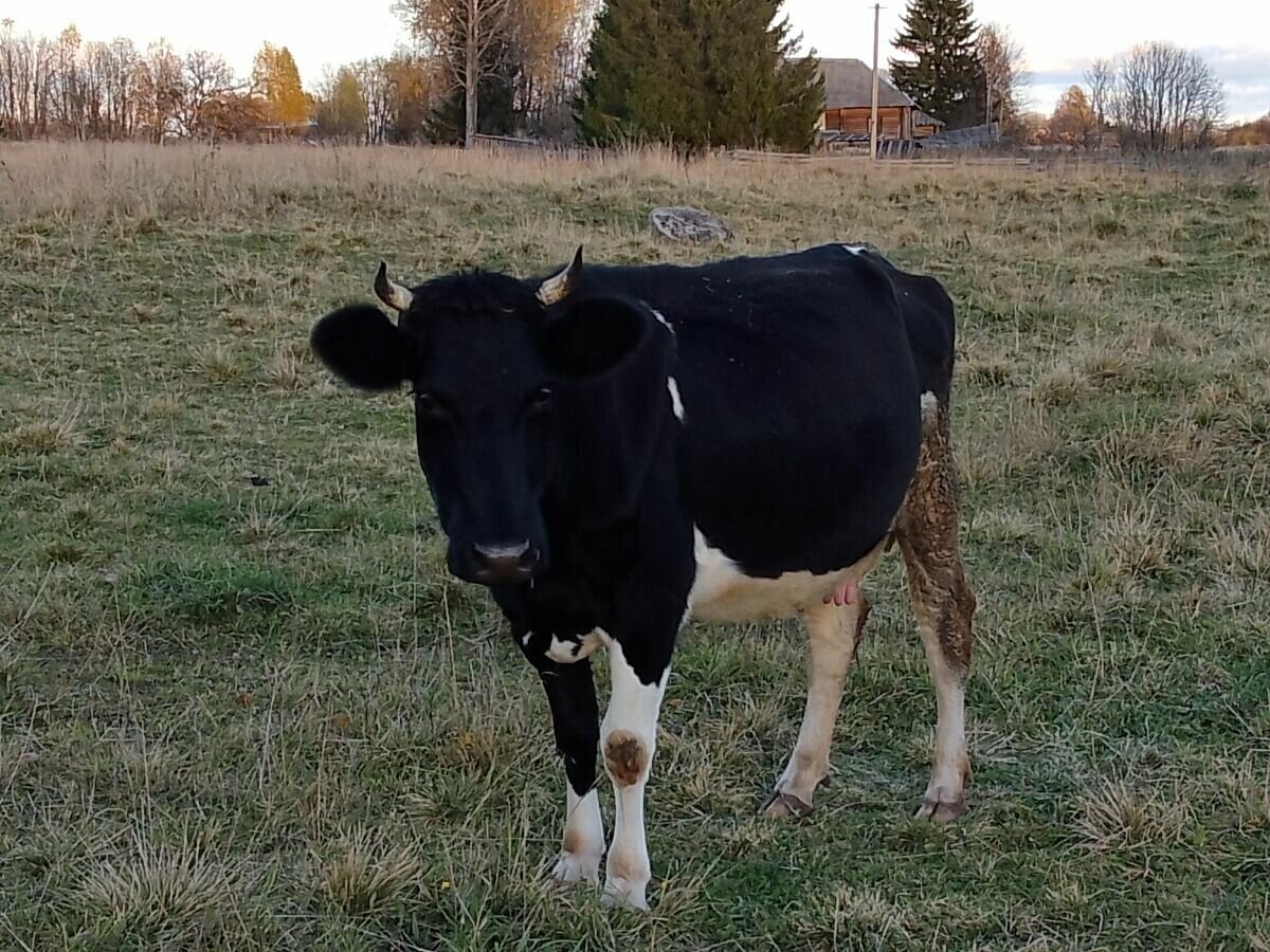 Корова Груня