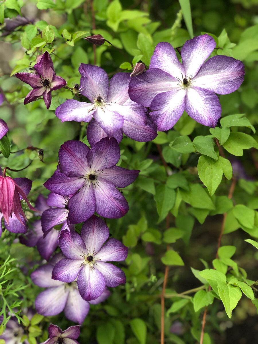 Клематис 'Venosa Violacea' 