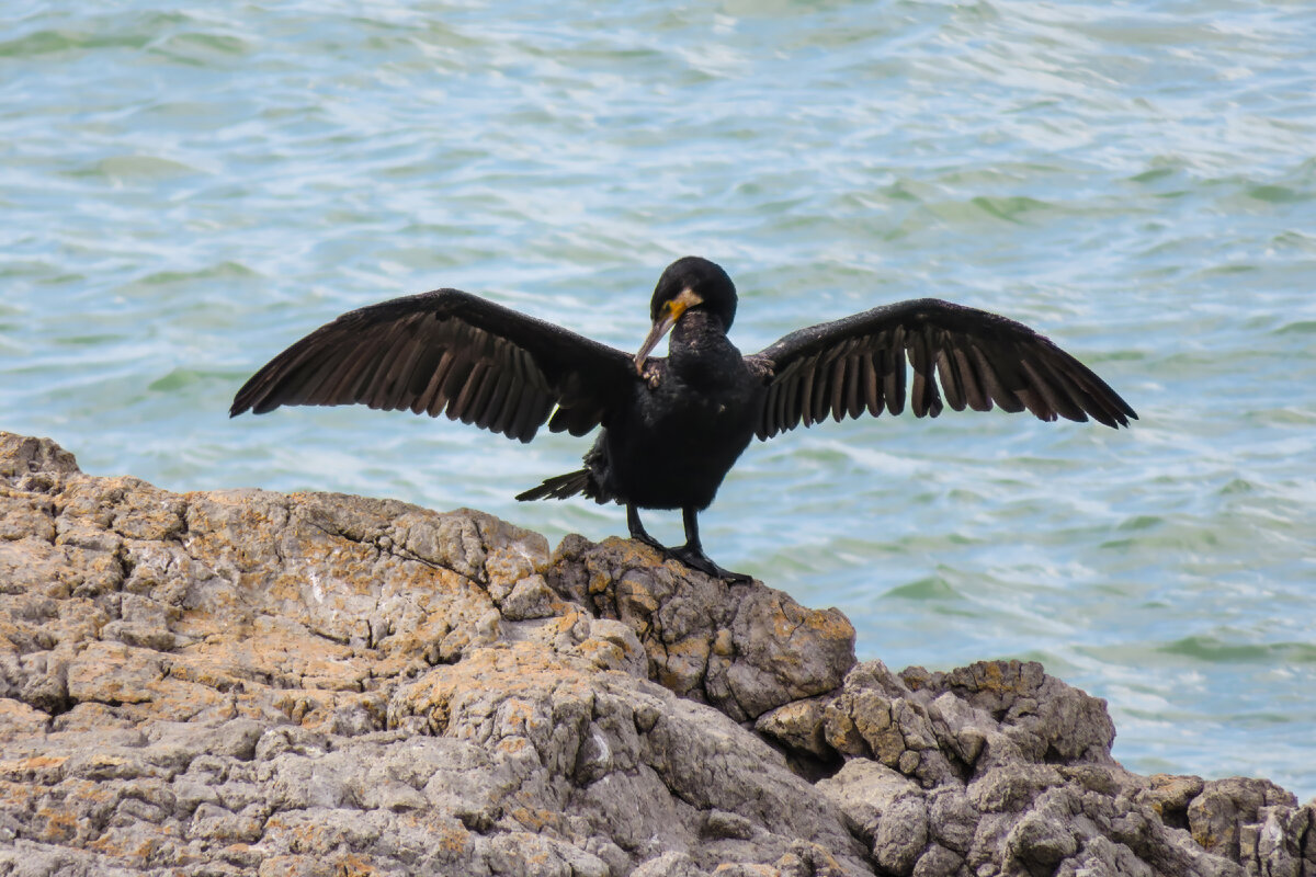 Баклан расправил крылья. Фото Vales