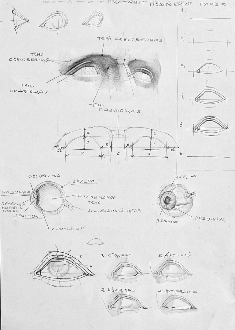 Анатомия глаза. Поэтапное построение глаза с натуры.