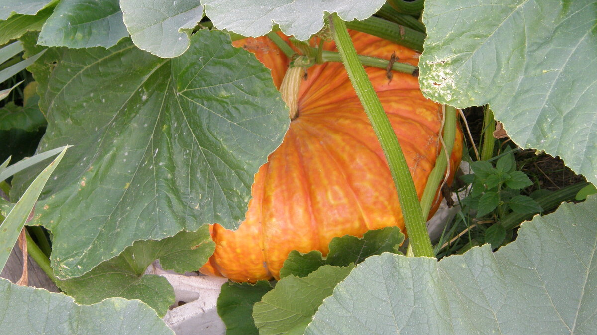 Любая тыква - красавица. Фотографии в тексте мои.