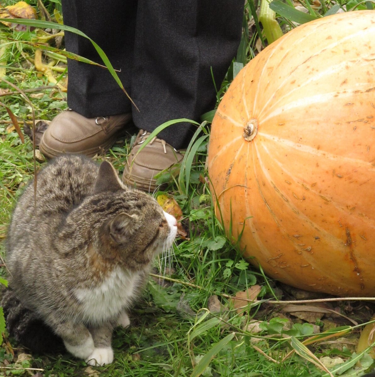 Одна из выращенных в каком-то году.