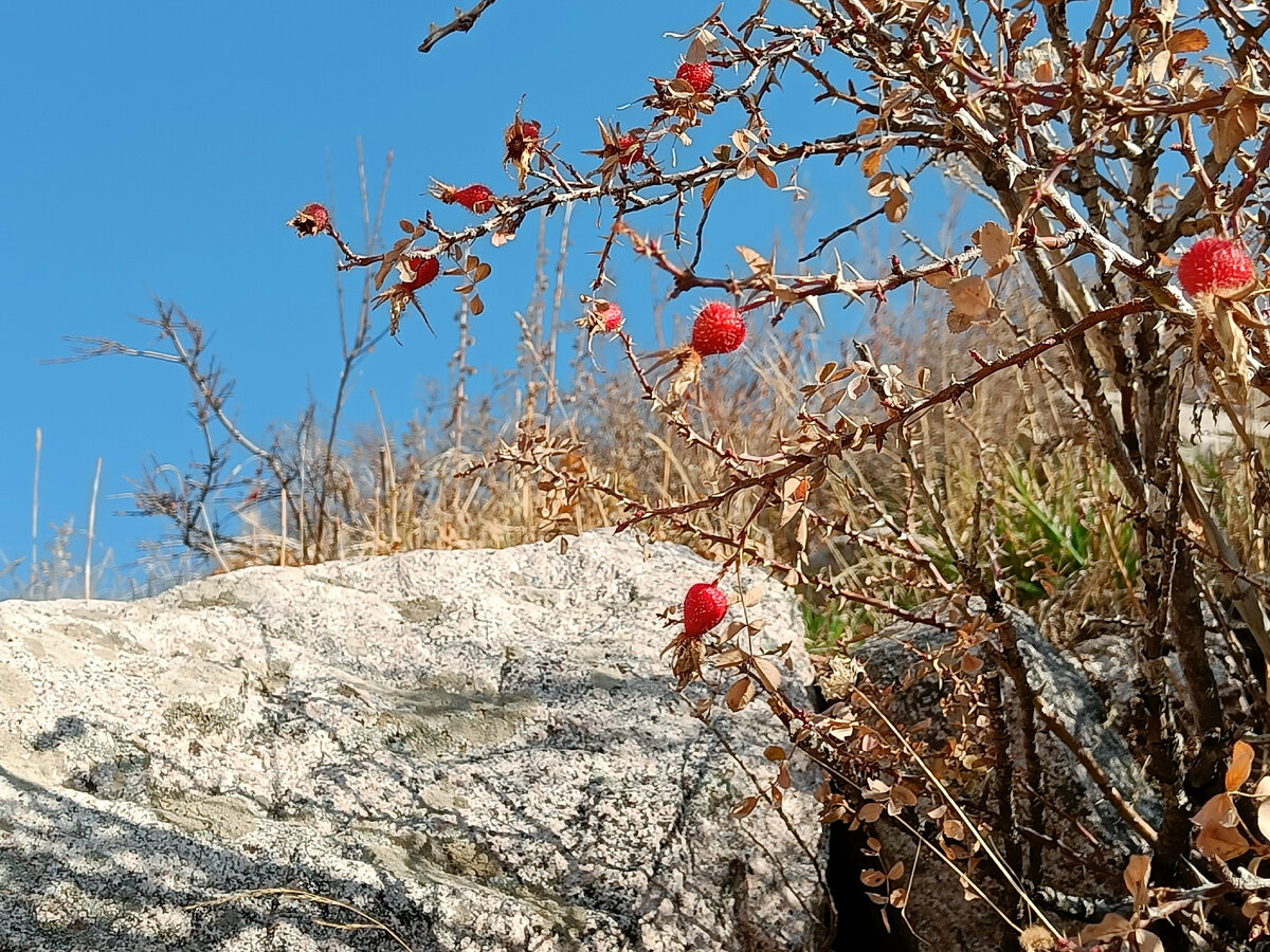 В горах Чимгана. Узбекистан. Тянь-Шань. Фотография автора 