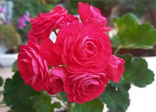 Об этой красавице сегодня пойдёт речь.