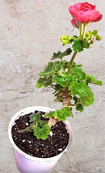 Такой была моя Росита в марте 2022 года. Цвела, но росла в один ствол.