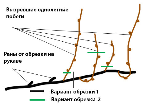 Русская сучка сверху