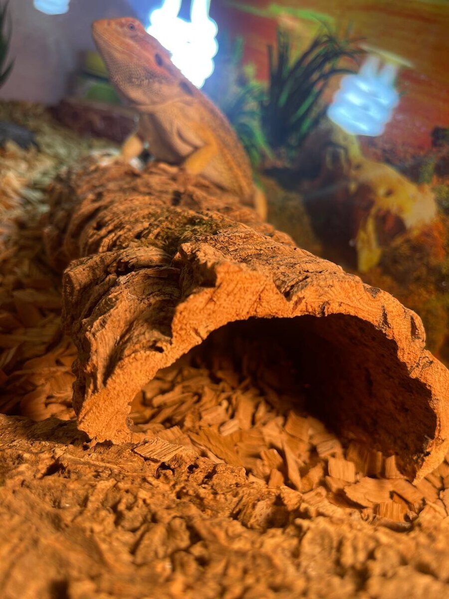 Бородатая агама станет вашей любимицей благодаря своей харизме и неприхотливости. Прежде чем купить себе питомца- выбери для него дом) мы подошли к важной теме- выбор и покупка террариума. Образ жизни агамы наземный и поэтому мы выбираем горизонтальный террариум. Для содержания взрослой особи необходим террариум длиной 90 см, Взрослая агама достигает 60 см в длину. Если для малыша вы сначала купили террариум длиной 60-70 см,  настоятельно рекомендую после года его обновить и купить более просторное жилище. Еще одно важное условие содержания - это правильная температура. Температура — важнейший параметр для содержания бородатой агамы дома. Только при правильном температурном режиме животное сможет полноценно переваривать пищу, нормально развиваться и расти. Она создается специальными лампами.  Днём температура должна быть 25-30 °C в «прохладной зоне» и 38-50 °C в теплой зоне «под солнцем». Для обогрева устанавливают лампу мощного направленного тепла и света. 
Теперь устанавливаем еще одну лампу- ультрафиолетовую. Ультрафиолетовое свечение очень важно для пустынного животного, так как помогает организму усваивать витамины и кальций. Эти лампы бывают с разным уровнем ультрафиолета, нам нужна лампа с уровнем 10-15. И заменять их нужно обязательно один раз в полгода. Теперь украшаем наше пространство. Подбираем коряги или ветки. Мы взяли кору пробкового дерева . Папаша с удовольствием днем на нем лежит , а на ночь прячется под него, как в укрытии. Устанавливаем кору под лампой, там у нас точка прогрева. Что касается грунта, там выдумывать вам не советую, мы взяли щепу и дуба и остались довольны👍
И самое главное - не забываем про поилку)