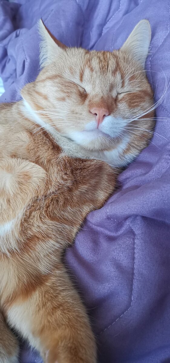 количество котов которые смотрят в камеру толпой, найди фотку кота на фейсбуке, 