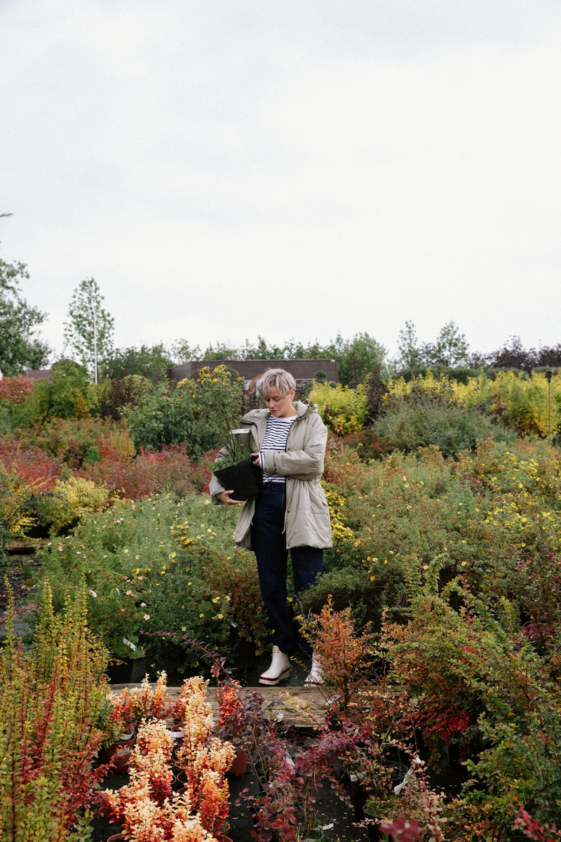 Отбор кустарников в садовом центре