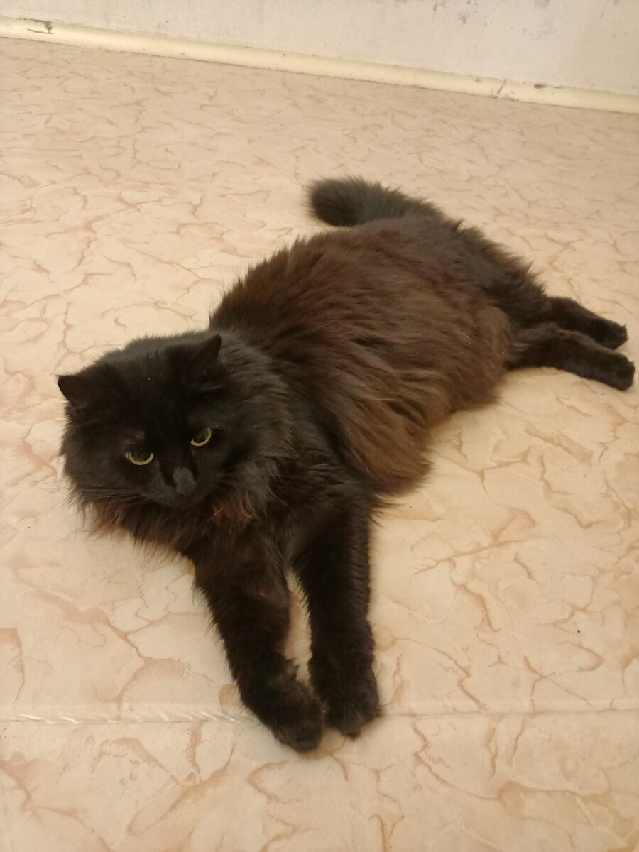 Просто красивы кот. 