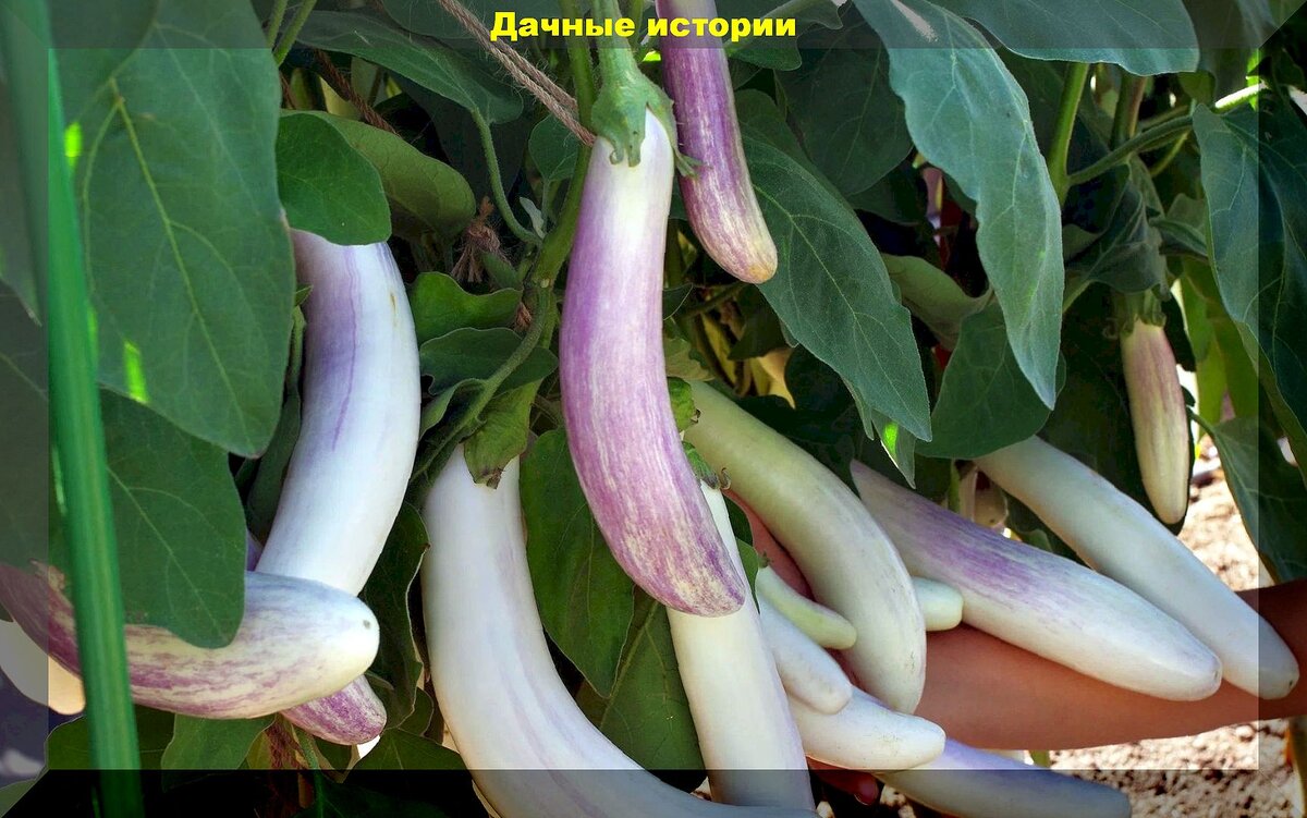 https://vk.com/photo-159774511_457262995. Баклажан "Виталик"