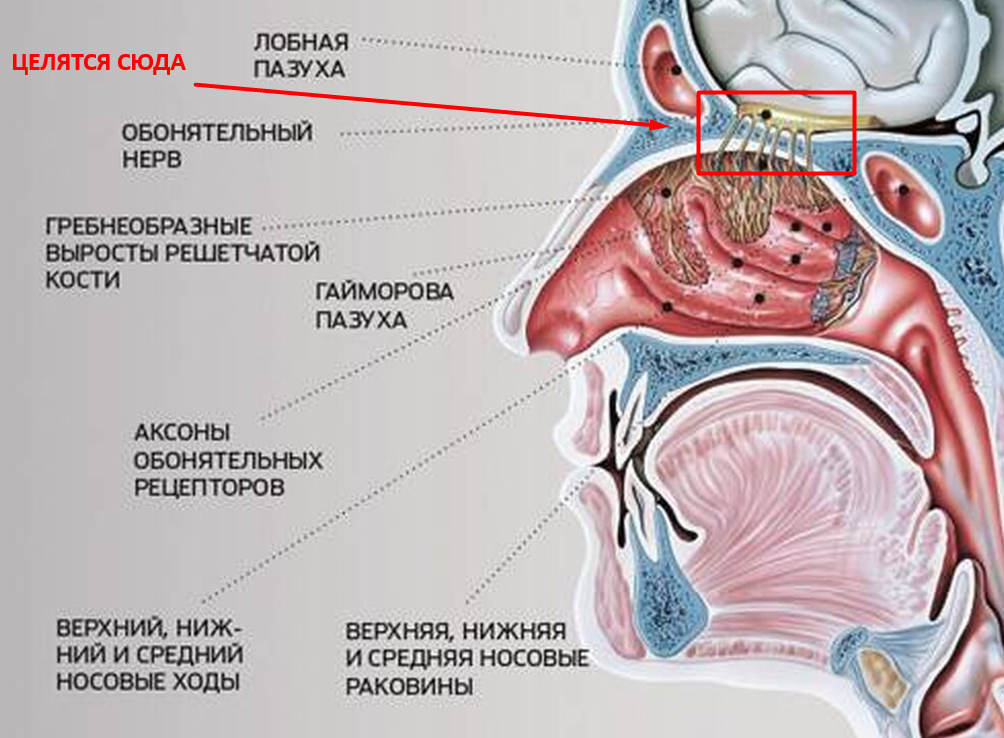 Полость 10. Носовой проход строение. Как устроена носоглотка и носовые пазухи. Строение пазух носа и носоглотки. Структура носа человека изнутри.