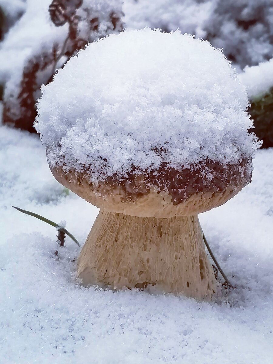 Денис Харитонов  28.10.2023  Ленобласть, Всеволожский район.