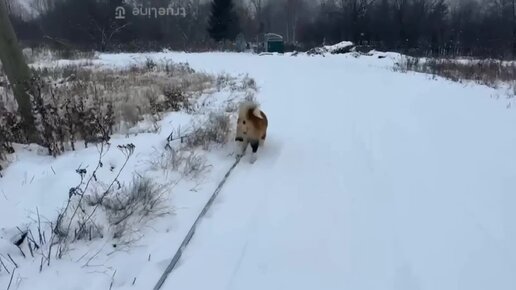 РЕПОРТАЖ: Прогулка с Грейс 🐶