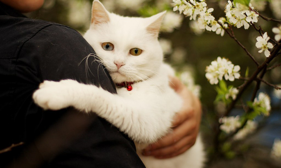 О связи кошки и человека: интересные исследования