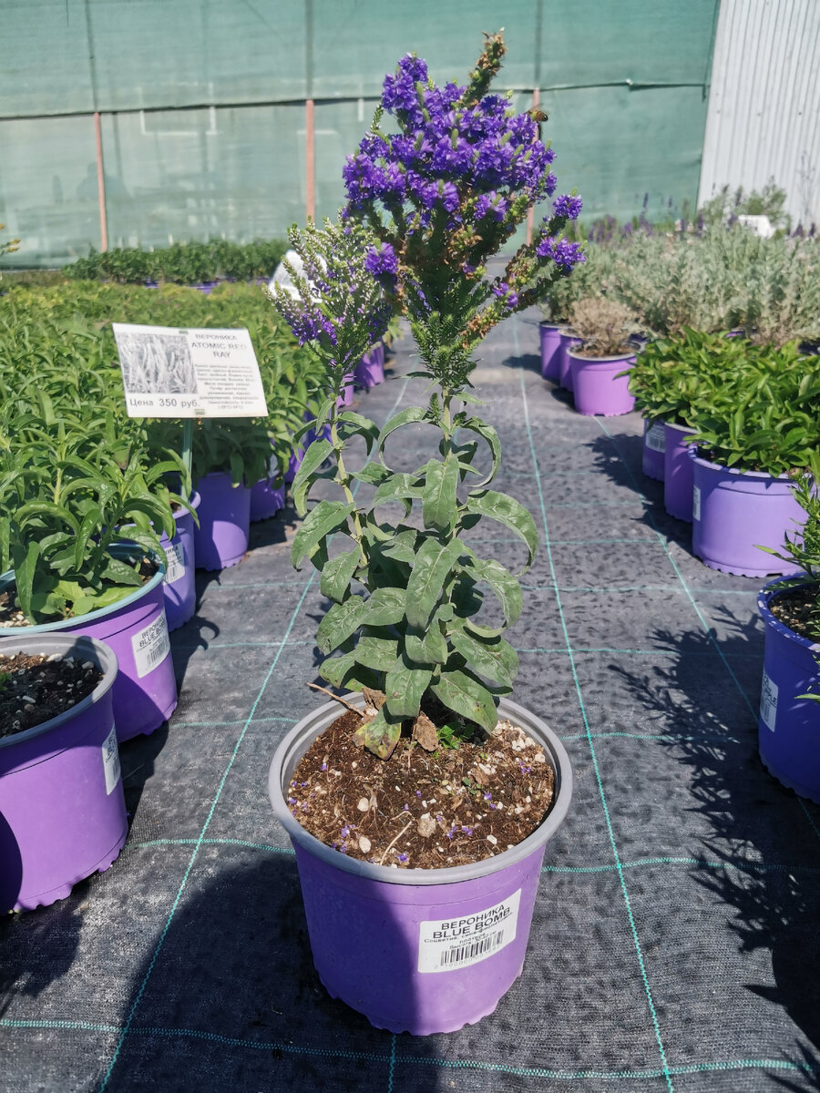 Вероника колосковая Blue Bomb