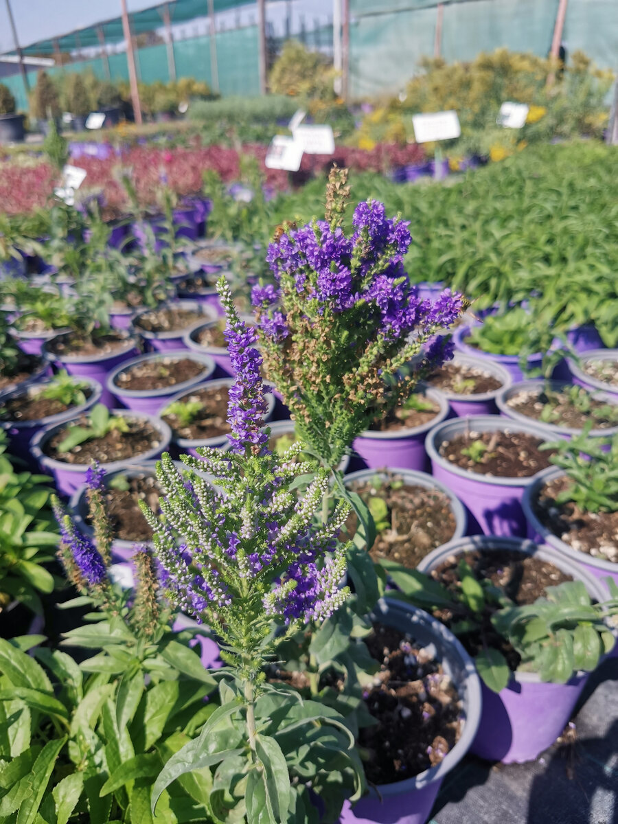 Веточка с начинающихся цветением слева, с завершающий справа 