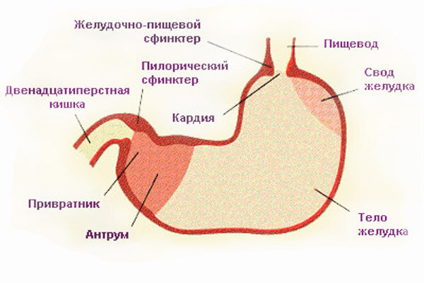 Строение желудка кошки