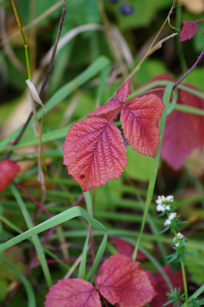 Октябрь 2023. Архив Ирины Жаолейко