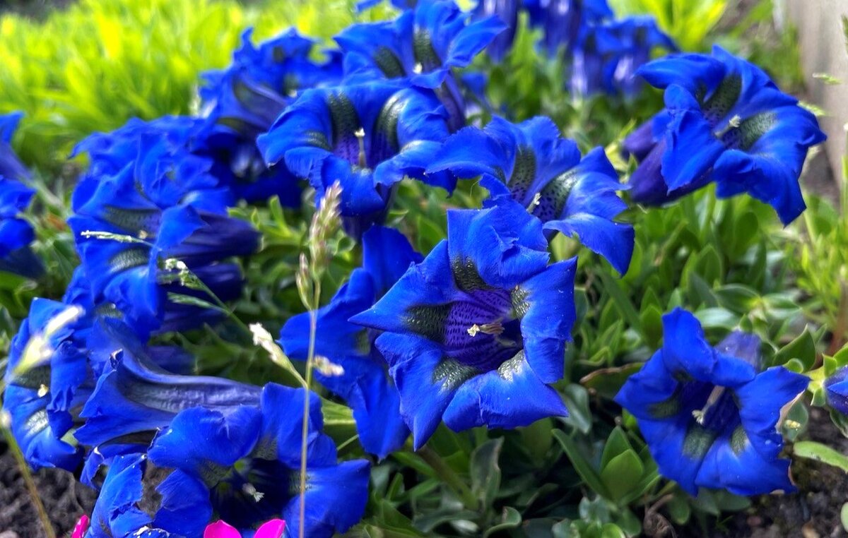 Листайте галерею для просмотра. Горечавка.