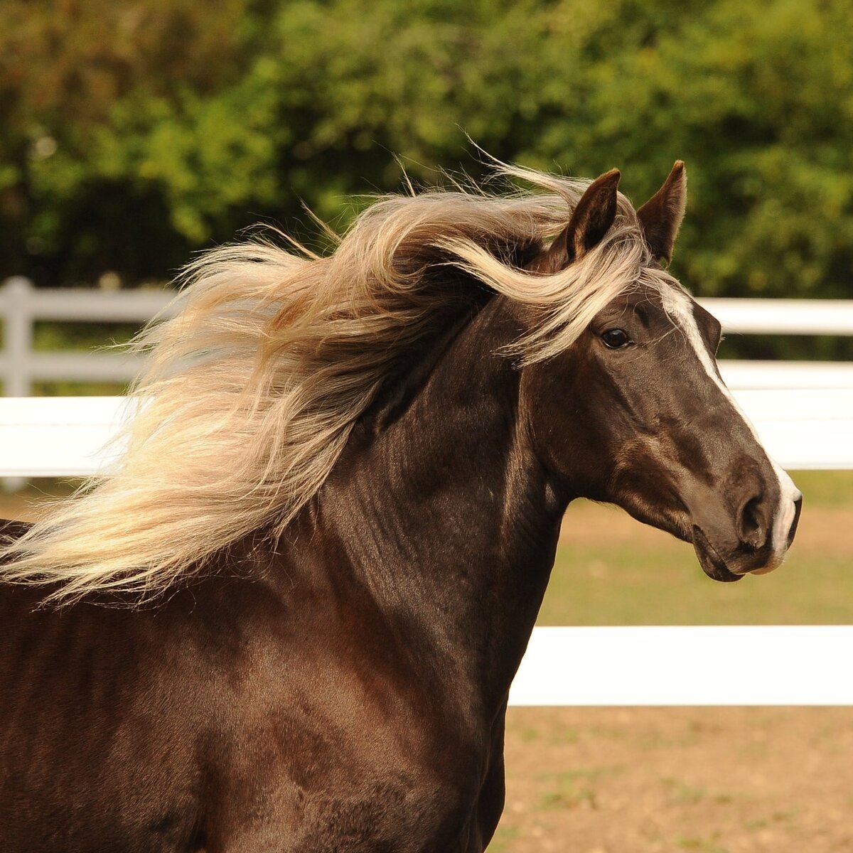 Фото: abbeyrockymountainhorses.com