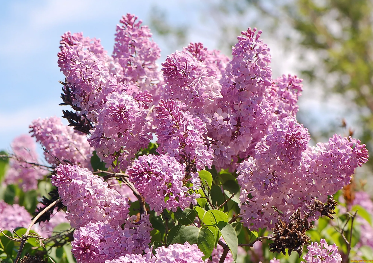 Сирень (источник фото: pro-dachnikov.com)