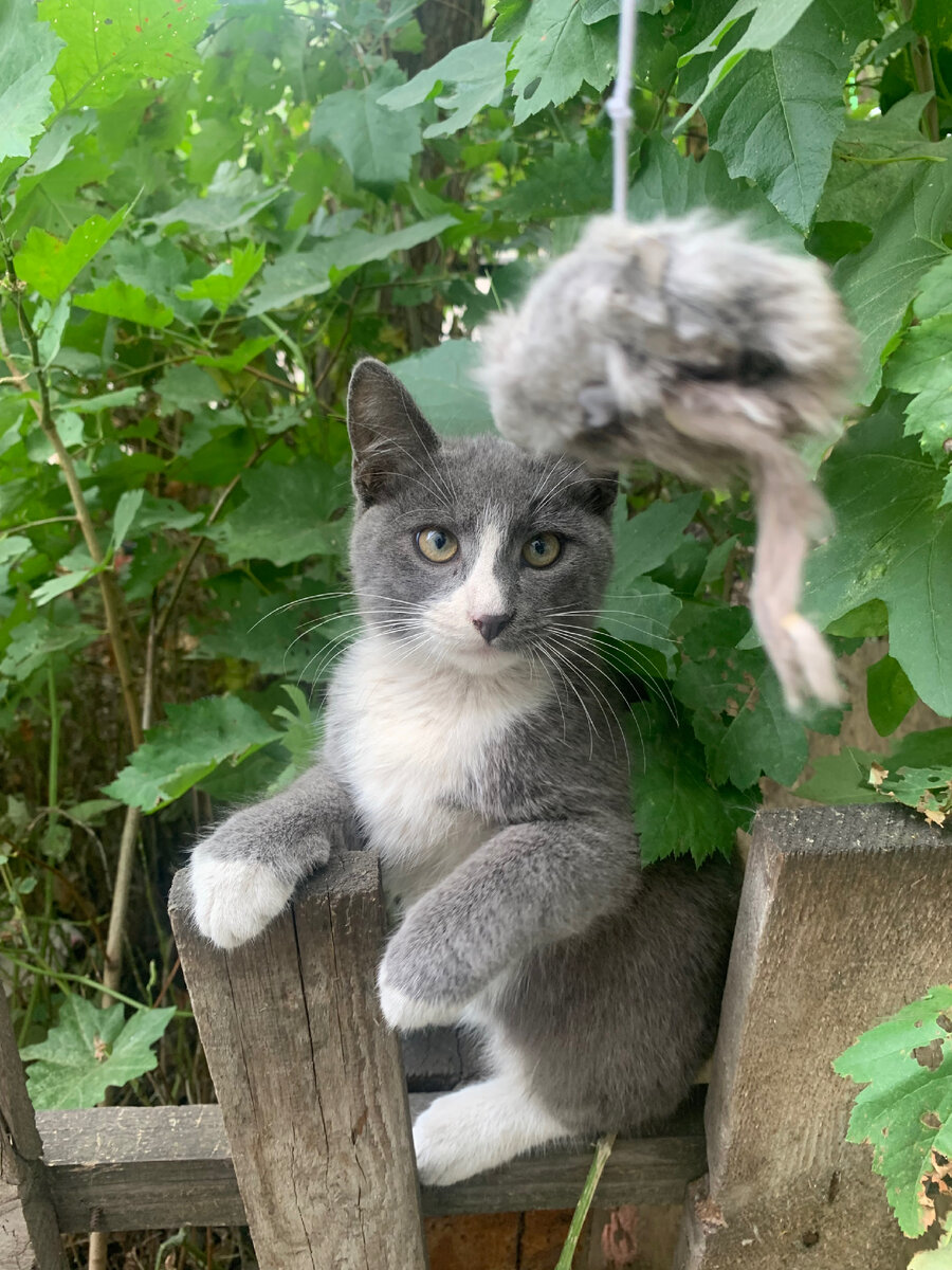 Мой кот на улице,когда он еще был не моим котом