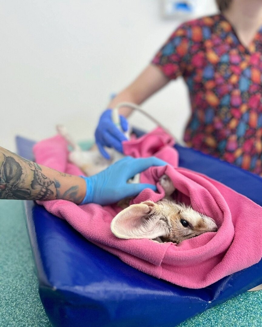 Фенек на УЗИ