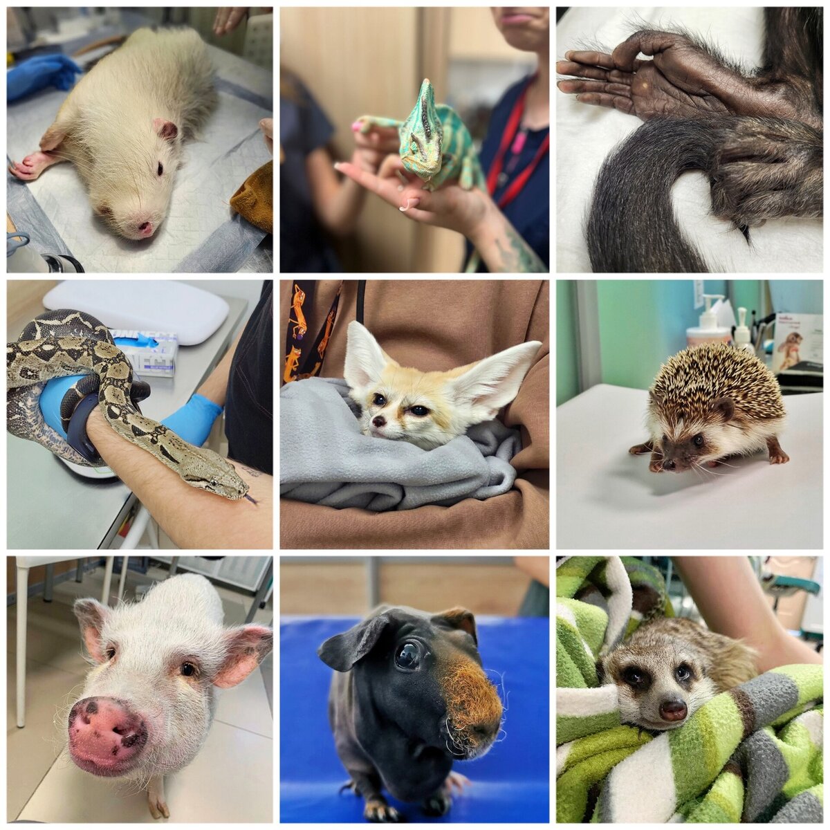 Слева направо - нутрия, хамелеон, обезьяна, удав, фенек, ёж, мини пиг, морская свинка, сурикат