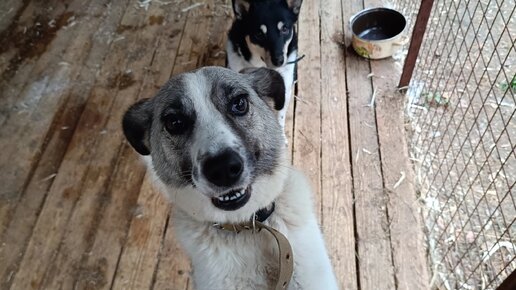 Не приют, а сплошные гурманы. Обед в приюте Джим Чусовой | Джим ЧУСОВОЙ ...