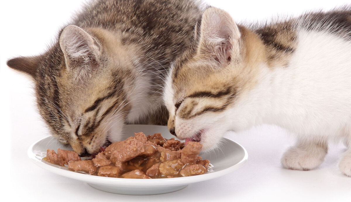 Кошечки кушают