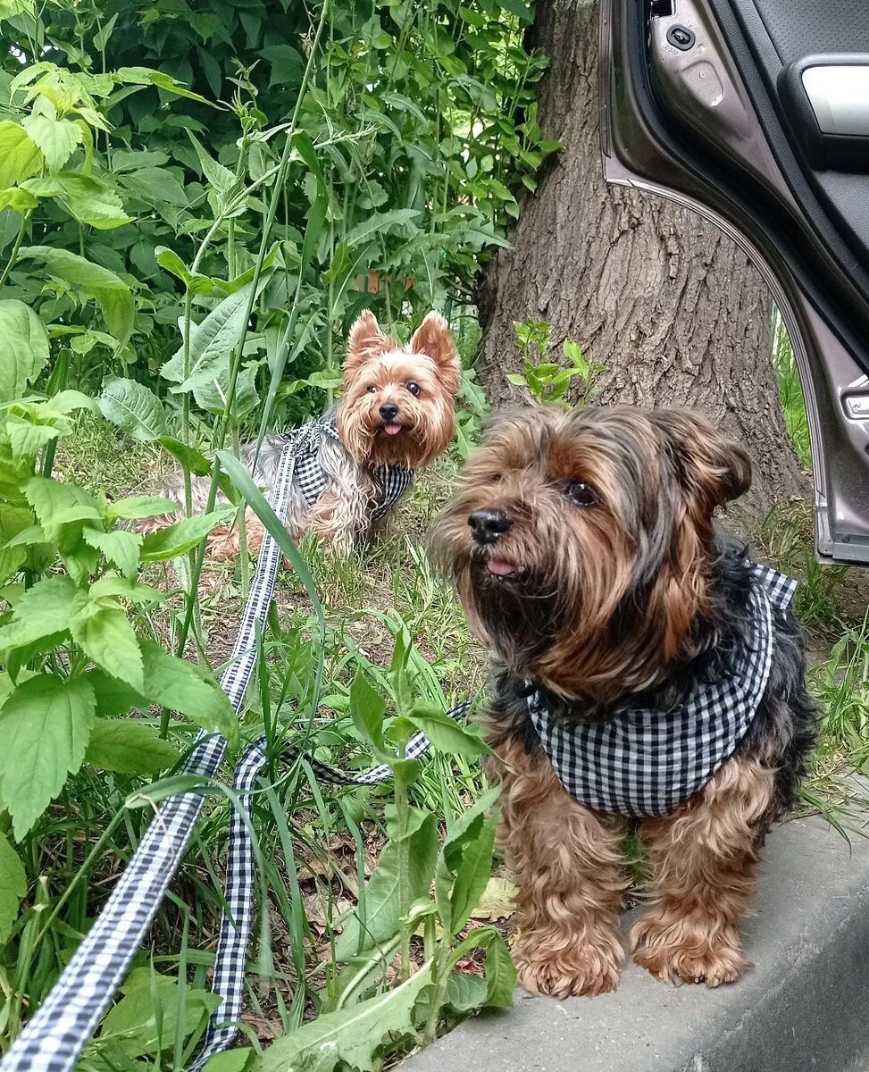 В мире нет лучшего психиатра, чем собака....