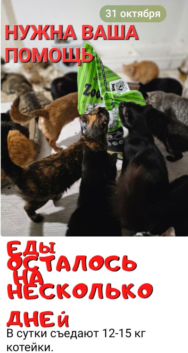 Фото автора. Осталось еды на несколько дней.