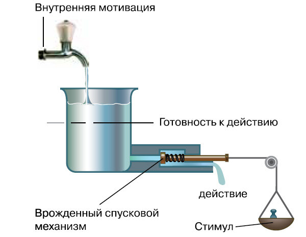 Модель инстинкта согласно Лоренцу. Чем сильнее раздражитель и чем сильнее внутренняя мотивация, тем сильнее реакция — поток воды из нижнего крана. Однако реакция может быть вызвана сильным стимулом и при низком уровне мотивации (на агрессивное поведение другой особи отвечает агрессией и спокойно настроенное животное). И наоборот, переполнение «внутреннего резервуара» может вызвать врожденную реакцию в отсутствие стимула (голубь, долго живший в одиночестве, исполняет ритуал ухаживания в пустой клетке)