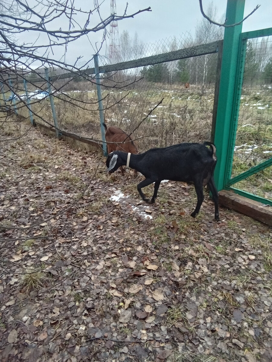 Заразный узелковый дерматит у крупного рогатого скота