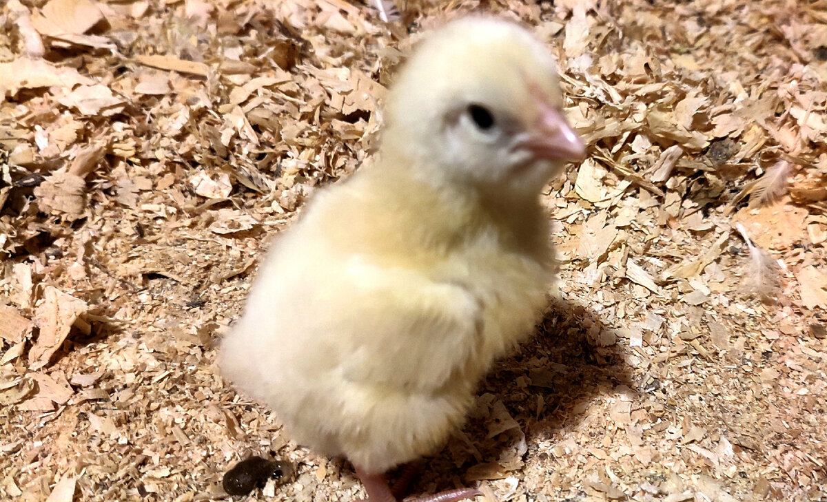 Я особый цыплёнок и перемещаюсь по городу строго на такси 😁